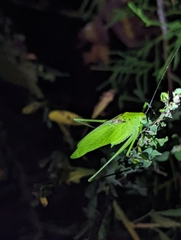 Amblycorypha oblongifolia