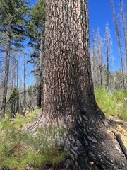 Pinus lambertiana
