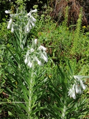Lithospermum trinervium