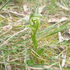 Pterostylis alpina