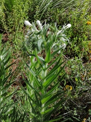 Lithospermum trinervium