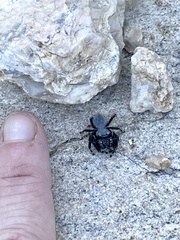 Phidippus octopunctatus