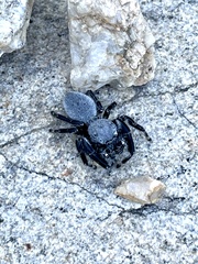 Phidippus octopunctatus