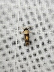 Philenora aspectalella