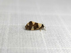 Philenora aspectalella