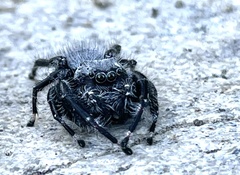 Phidippus octopunctatus