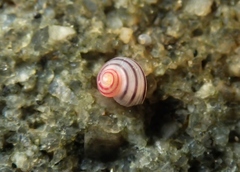 Coelotrochus chathamensis