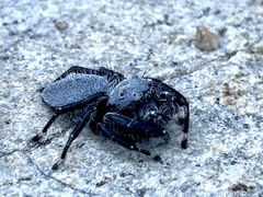 Phidippus octopunctatus