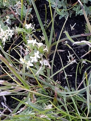 Pimelea spinescens