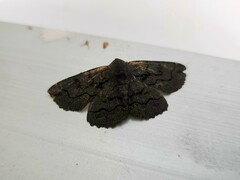 Melanodes anthracitaria