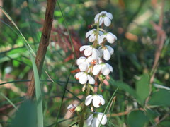 Pyrola elliptica