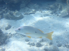 Actinopterygii