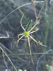 Peucetia viridans