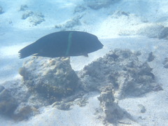 Actinopterygii