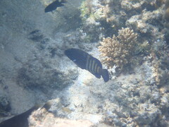 Cephalopholis argus