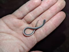 Carphophis amoenus amoenus