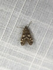 Hygraula nitens