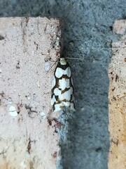 Scaptesyle dichotoma