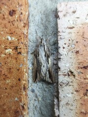 Ecnomodes sagittaria