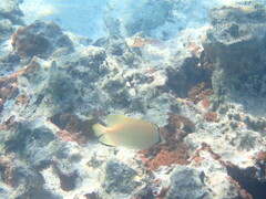 Chaetodon citrinellus