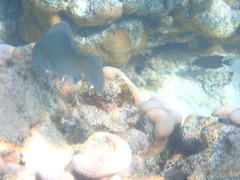 Actinopterygii