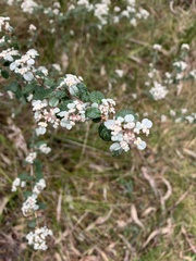 Spyridium parvifolium