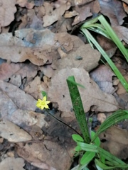Hypoxis