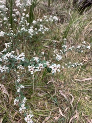 Spyridium parvifolium