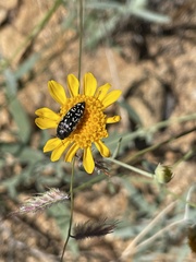 Acmaeodera rubronotata