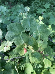 Ribes viscosissimum
