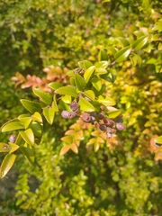 Vaccinium ovatum