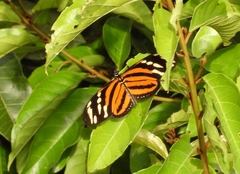 Eueides isabella eva