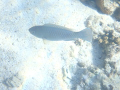 Actinopterygii