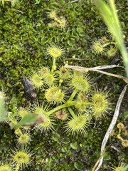 Drosera hookeri