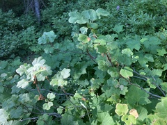 Ribes viscosissimum