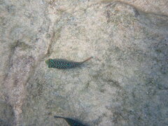 Actinopterygii
