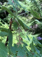 Ribes viscosissimum