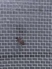 Coleoptera