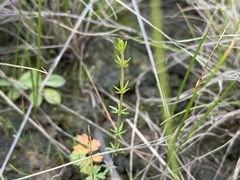 Asperula conferta