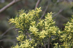 Acacia floribunda