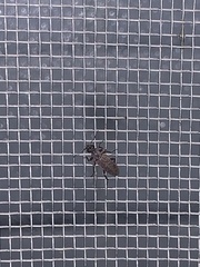 Coleoptera