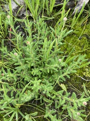 Leptorhynchos squamatus