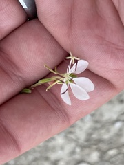 Oenothera lindheimeri