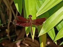 Neurothemis fluctuans