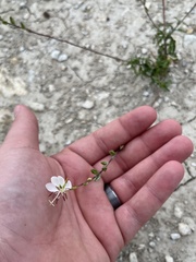 Oenothera lindheimeri