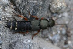 Platydracus fulvipes