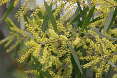 Acacia floribunda