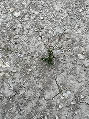 Oenothera lindheimeri