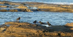 Haematopus fuliginosus