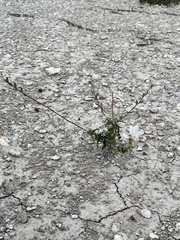 Oenothera lindheimeri